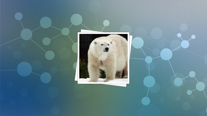 ساخت عایق جدید با الهام از موی خرس قطبی